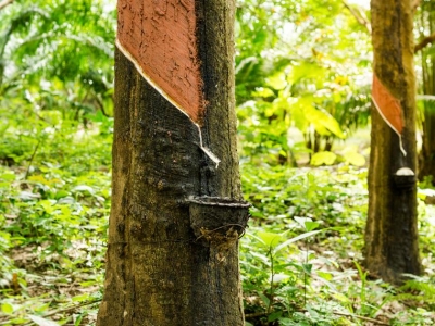 &iquest;De d&oacute;nde sale el l&aacute;tex?