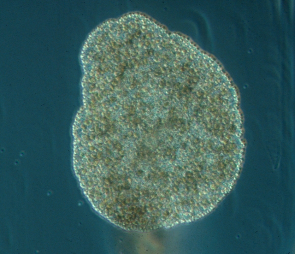 &iquest;Cu&aacute;l es el animal m&aacute;s simple del mundo seg&uacute;n la ciencia?