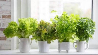 La maravillosa planta arom&aacute;tica que te ayudar&aacute; a dormir mejor: es muy f&aacute;cil plantarla en macetas